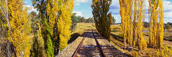 Railway Poplars