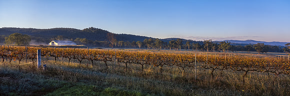 Light on the Vines