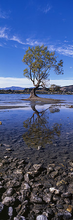 That Wanaka Tree