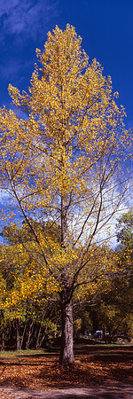 Autumn in Arrowtown