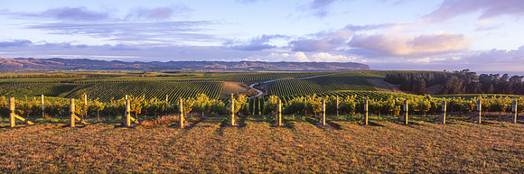Yealands Winery Sunrise