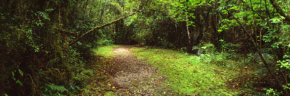 The Garden Path