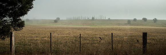 Mount Field Fog