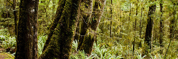 Kepler Track Forest