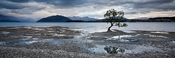 Wanaka Tree Panorama