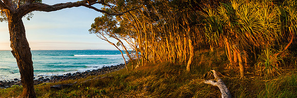 Terrific Tea Tree