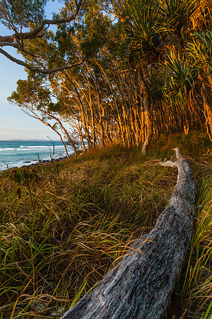 Tea Tree Bay