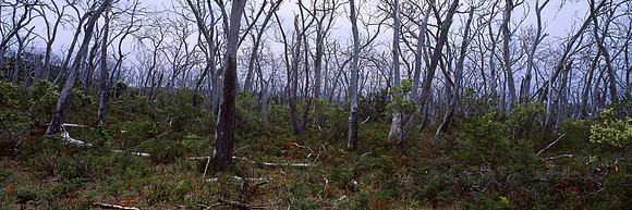 Koala Country