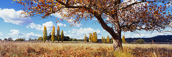 The Autumn Tree