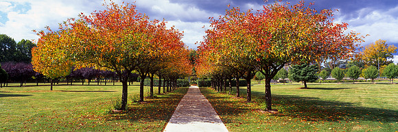 Orange Tree Line