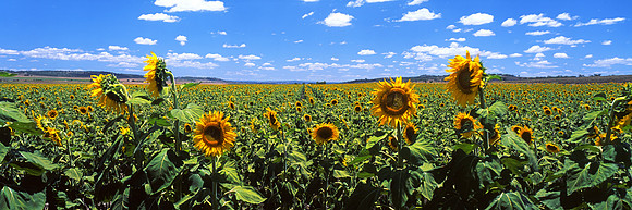 Dance of the sunflowers