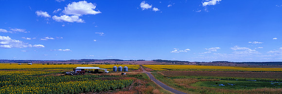 Sunflower Fields