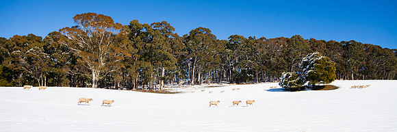 Snowy Graziers