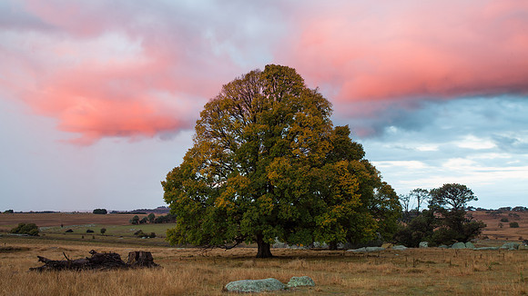 Old Oak Sunset