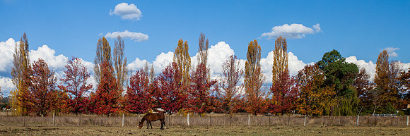 Autumn Pastures