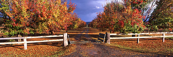 Murrayfield Autumn Lane