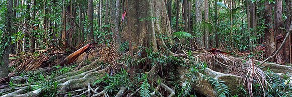 The Forest Floor