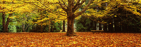 Tree of Wonder