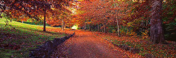 Autumnal Lane