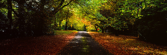 Autumn Avenue