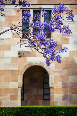 Jacaranda Archway