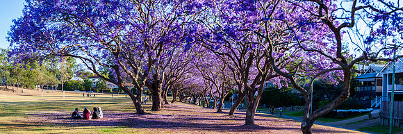 Jacaranda Picnic