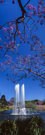 Jacaranda Hunting
