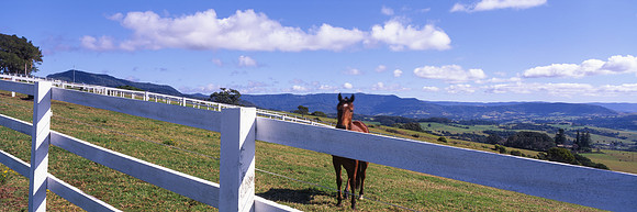 Horse Portrait