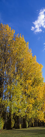Popular Poplars