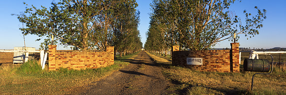 Great Oaks