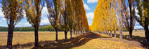 Poplars