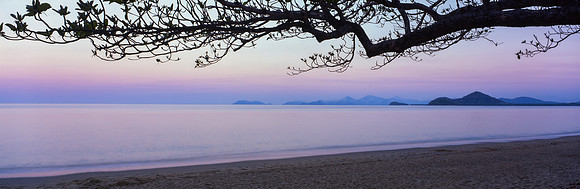 Purple Palm Cove